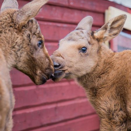 فيلا Moose Garden Orrviken المظهر الخارجي الصورة