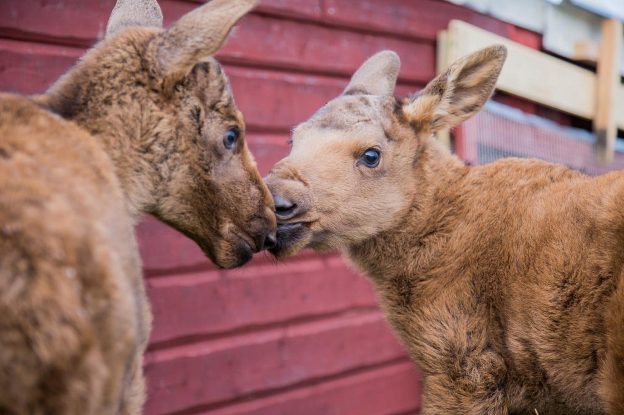 فيلا Moose Garden Orrviken المظهر الخارجي الصورة