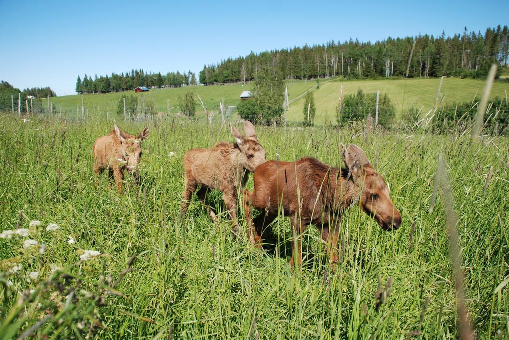 فيلا Moose Garden Orrviken المظهر الخارجي الصورة