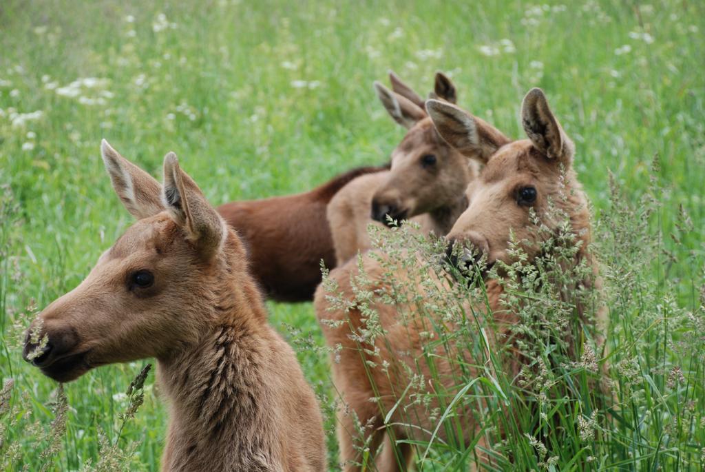 فيلا Moose Garden Orrviken المظهر الخارجي الصورة