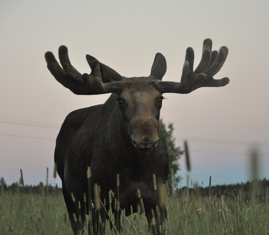 فيلا Moose Garden Orrviken المظهر الخارجي الصورة