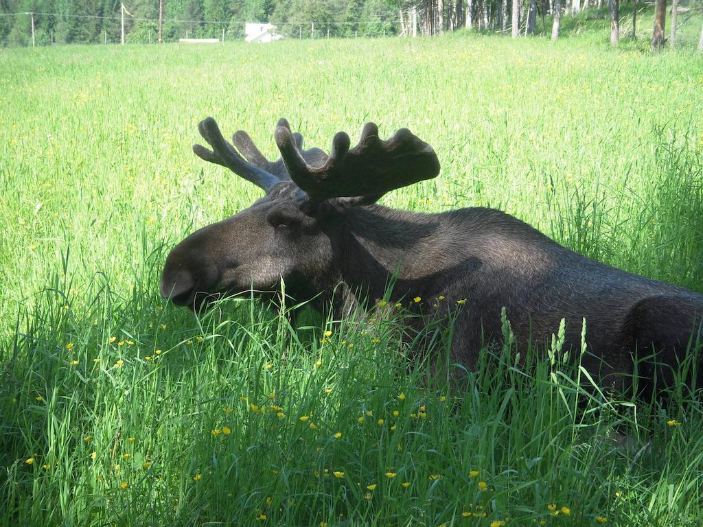 فيلا Moose Garden Orrviken المظهر الخارجي الصورة