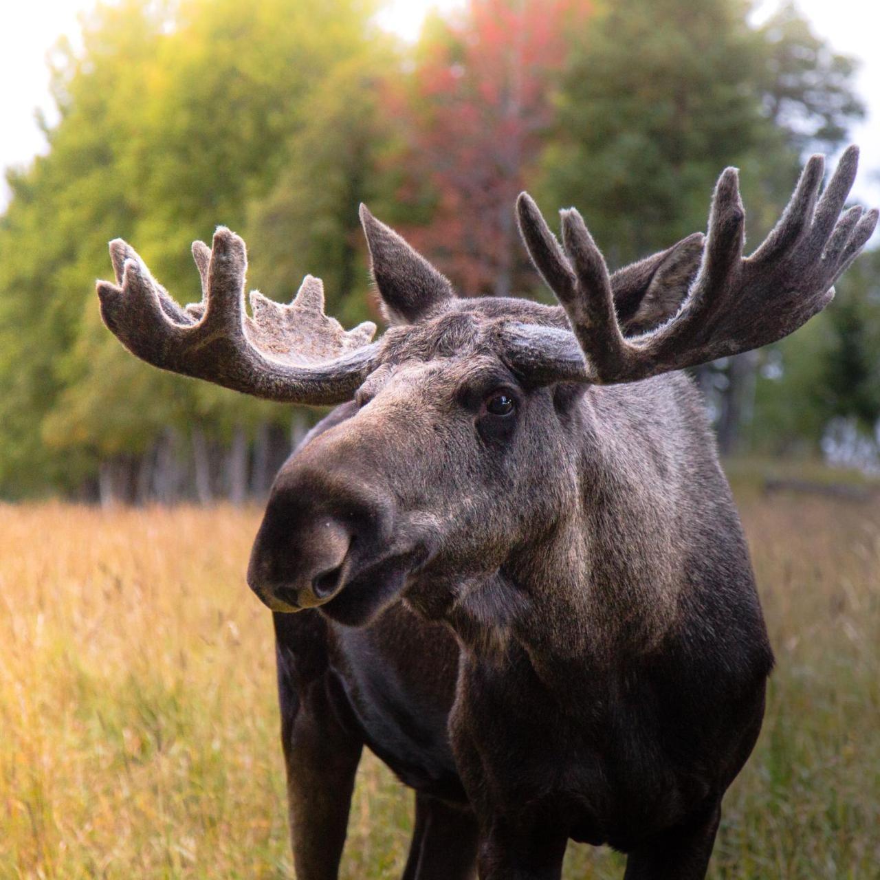 فيلا Moose Garden Orrviken المظهر الخارجي الصورة