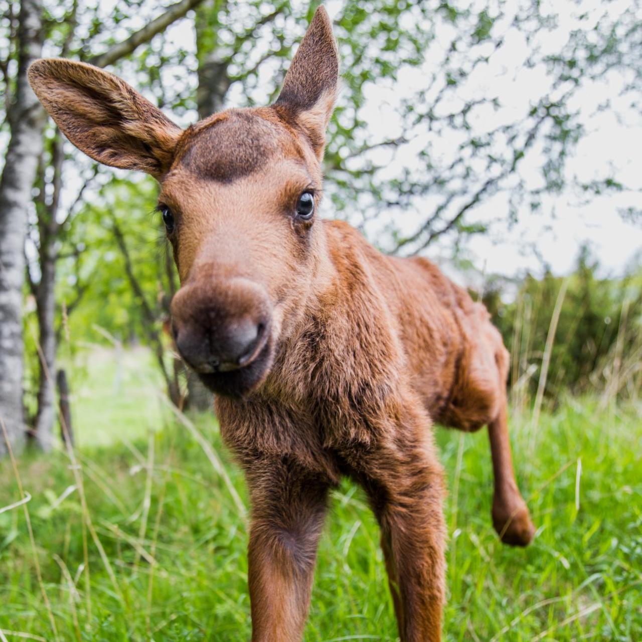 فيلا Moose Garden Orrviken المظهر الخارجي الصورة